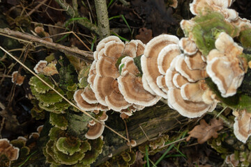 Trametes versicolor Turkey Tails Mushroom foreground detail chapel poisonous small