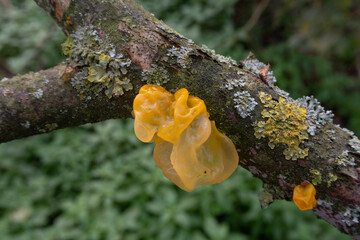 Tremella mesenterica Whiches Butter Mushroom foreground detail chapel poisonous small