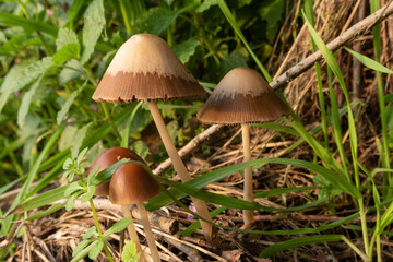 Parasola conopilea Mushroom foreground detail chapel poisonous small