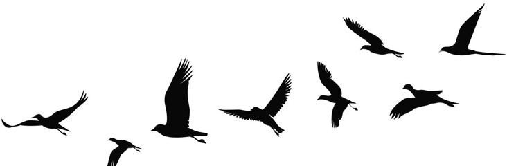 Fototapeta premium Silhouettes of various birds soaring gracefully across a white background.