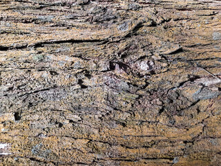 Close-Up of Rough Tree Bark Texture