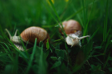 Snails Crawling on Green Grass