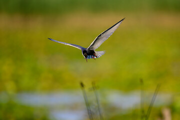 Weißbart-Seeschwalbe // Whiskered tern (Chlidonias hybrida) - Skutarisee, Motenegro