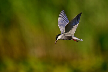 Weißbart-Seeschwalbe // Whiskered tern (Chlidonias hybrida) - Skutarisee, Motenegro