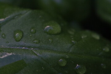 kropla rosy na zielonym liściu