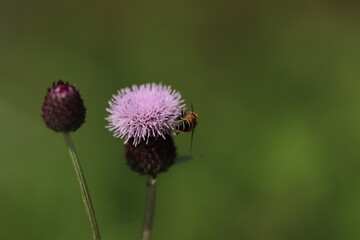 pszczoła na fioletowym kwiatku
