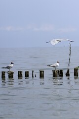 ptactwo, ptaki nad zatoką w Holandii © Monika