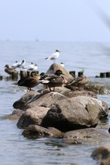 ptactwo, ptaki nad zatoką w Holandii © Monika