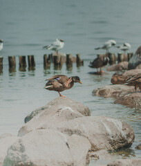 ptactwo, ptaki nad zatoką w Holandii
