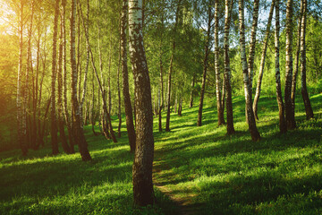 Grove of birches with young green leaves at sunset or sunrise in spring or summer. Vintage film aesthetic.
