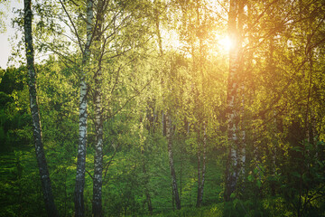 Obraz premium Grove of birches with young green leaves at sunset or sunrise in spring or summer. Vintage film aesthetic.