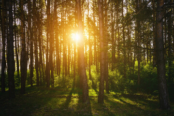 Obraz premium Sunbeams streaming through the pine trees and illuminating the young green foliage on the bushes in the pine forest in spring. Vintage film aesthetic.