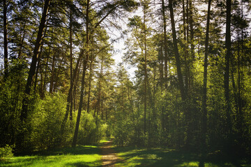 Sunbeams streaming through the pine trees and illuminating the young green foliage on the bushes in the pine forest in spring. Vintage film aesthetic.