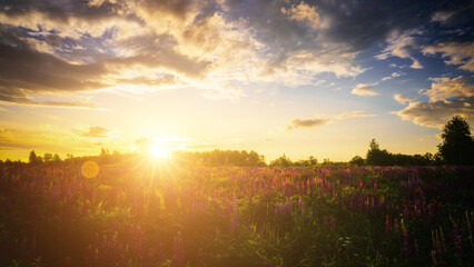 Sunrise or sunset on a field with purple lupines on a cloudy sky background in summer. Vintage film aesthetic.