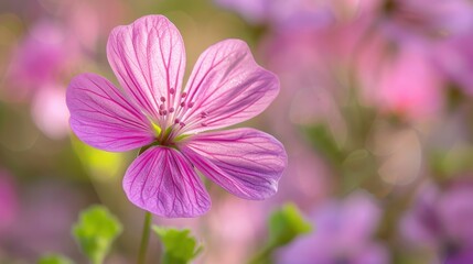 Fototapeta premium Rare Wildflower Capture in Stunning Macro Detail