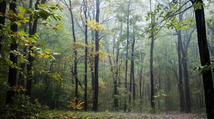 Fototapeta premium Rainy Forest Scene with Mist and Tranquil Atmosphere