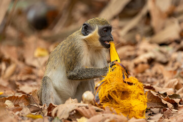 Obraz premium Close-up of a green monkey (Chlorocebus sabaeus), in its natural habitat peeling a coconut with its mouth in Banjul, Africa.