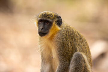 Close-up of a green monkey (Chlorocebus sabaeus), in its natural habitat in the wild in Banjul, Africa