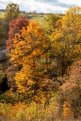 Fototapeta premium gorgeous autumn landscape with bright and colorful trees, typical Latvian golden autumn landscape