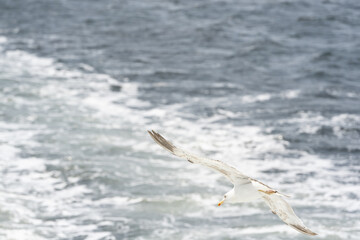 Seagull flying alone in blue sky looking at camera