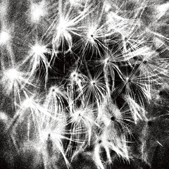 DENDELION - Light and airy seeds fluffy seeds