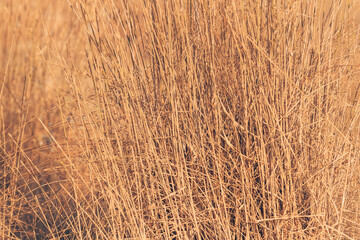 Dry brown grass in summer during dry season forming abstract natural pattern