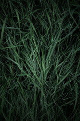grass background