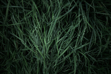 grass background