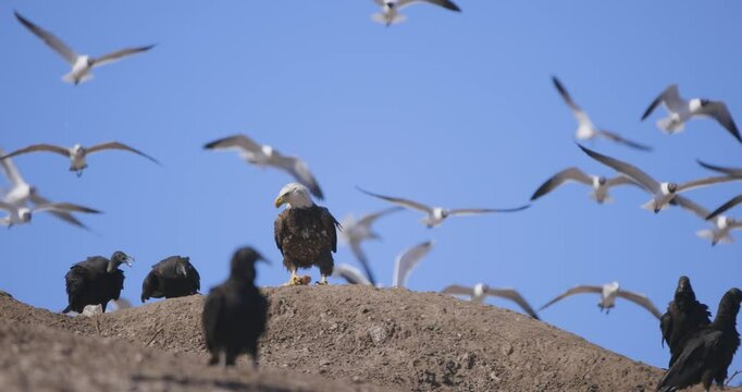 Bald Eagle standing on mound guarding food from vultures
