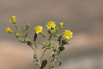 flowers of Dittrichia viscosa (False Yellowhead)