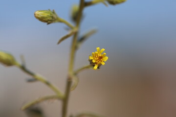 Dittrichia graveolens (l) greuter flowers