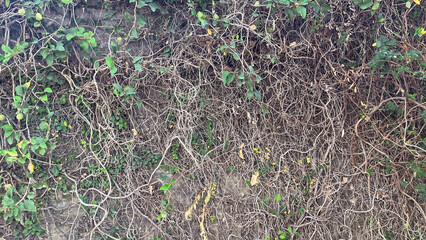 green creeper vines image photo picture decoraation