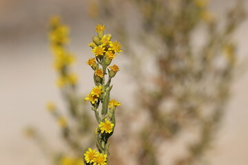 flowers of Dittrichia viscosa (False Yellowhead)