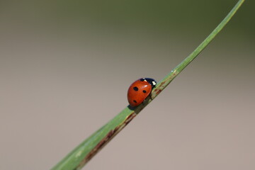 close up of seven spotted ladybug