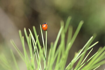 close up of seven spotted ladybug