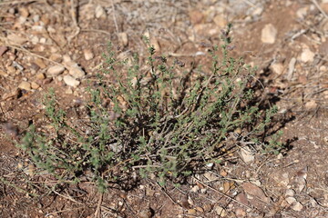 fumana ericoides (cav) gand plant in summer