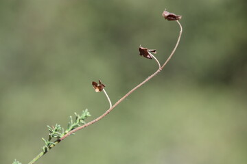 fumana ericoides (cav) gand plant in summer