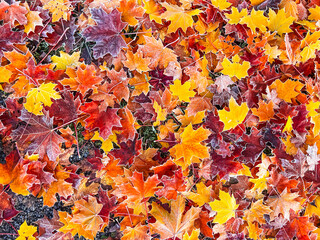 Autumn leaves of maple trees. A lot of yellow and red autumn leaves. Natural autumn background.