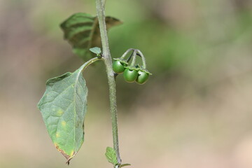 Solanum sp  is a sprawling annual weed	