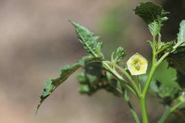 wild ground cherry (Physalis) plant in the field