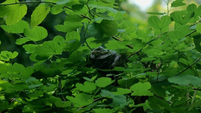 4k Reticulated python stealthily hiding in a tree, poised to strike in an ambush position, waiting to attack prey with deadly precision. Dangerous predator showcasing caution and stealth as silent