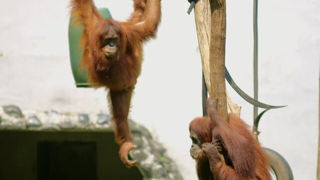 A poignant 4K scene of two orangutans hanging from wooden beams and artificial tires in a hot, barren setting. Their blank expressions convey sadness and boredom, highlighting the emotional impact 