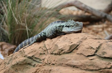 Water Dragon (Intellagama lesuerii), Moonlit Sanctuary, Pearcedale, Melbourne, Victoria, Australia.