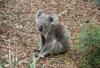 Koala (Phascolarctos cinereus), Moonlit Sanctuary, Pearcedale, Melbourne, Victoria, Australia.