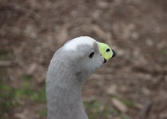 Cape Barren Goose (Cereopsis novaehollandiae), Moonlit Sanctuary, Pearcedale, Melbourne, Victoria, Australia.
