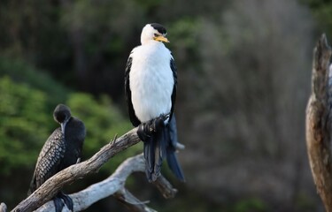 Little Pied Cormorant (Microcarbo melanoleucos), Kennett River, Great Ocean Road, Victoria, Australia.