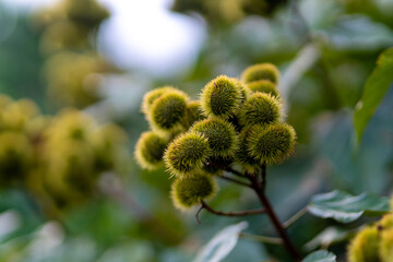 The curry fruit with many sharp spines, the curry trees are grown as a fence of the coffee garden in Lam Dong Vietnam 