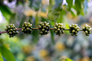 branches, leaves, and Robusta coffees grown in Lam Ha Lam Dong Vietnam 
