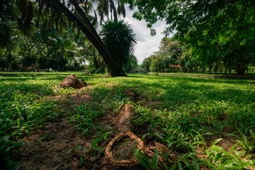 Grass field in a public park