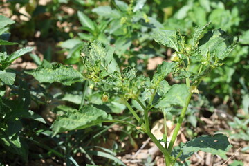 wild ground cherry (Physalis) plant in the field